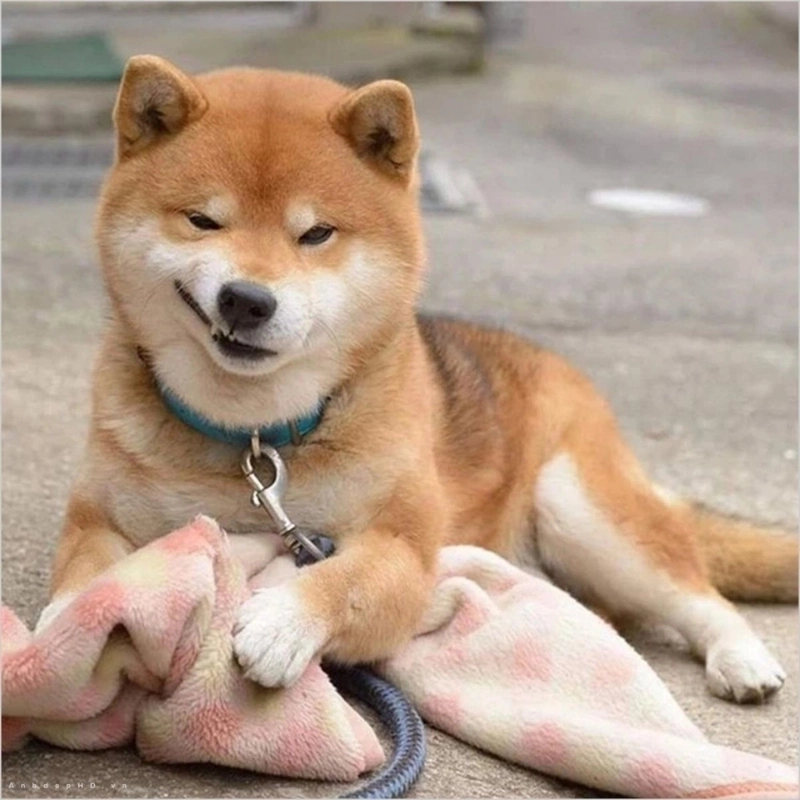 Xem loạt hình hài hước không thể bỏ qua meme chó hài