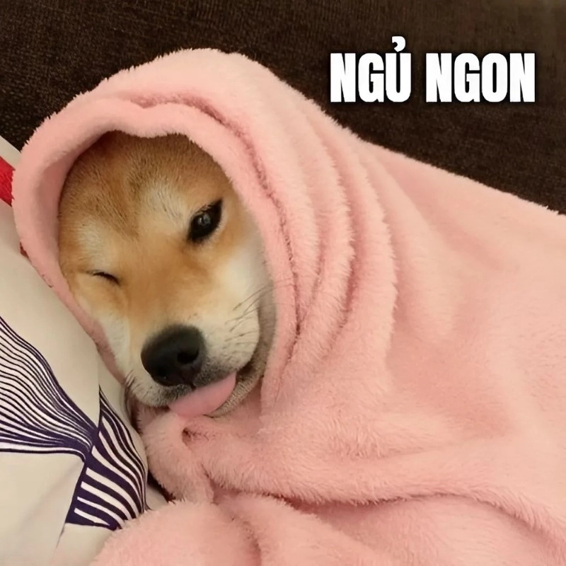 Bộ sưu tập ngủ ngon meme hài hước khiến bạn bật cười