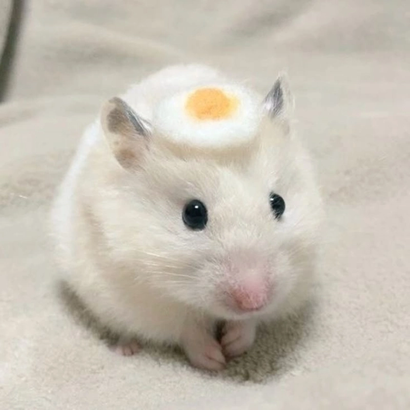 Bật cười cả ngày với chuột meme dễ thương và bá đạo