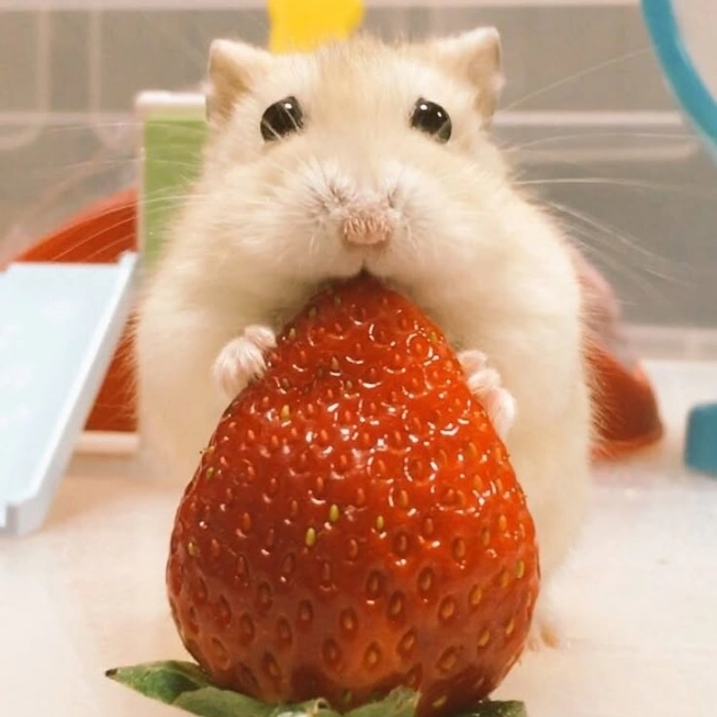 Thư giãn cuối ngày cùng meme chuột hamster hài cực chất