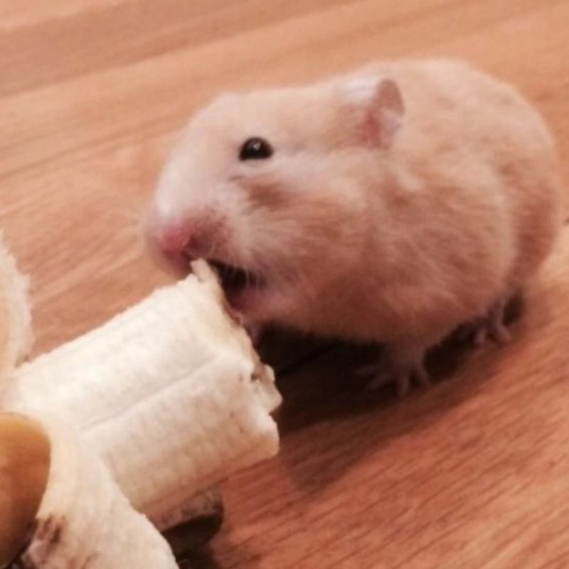 Bộ sưu tập hot trend meme ảnh chuột hamster hài hước