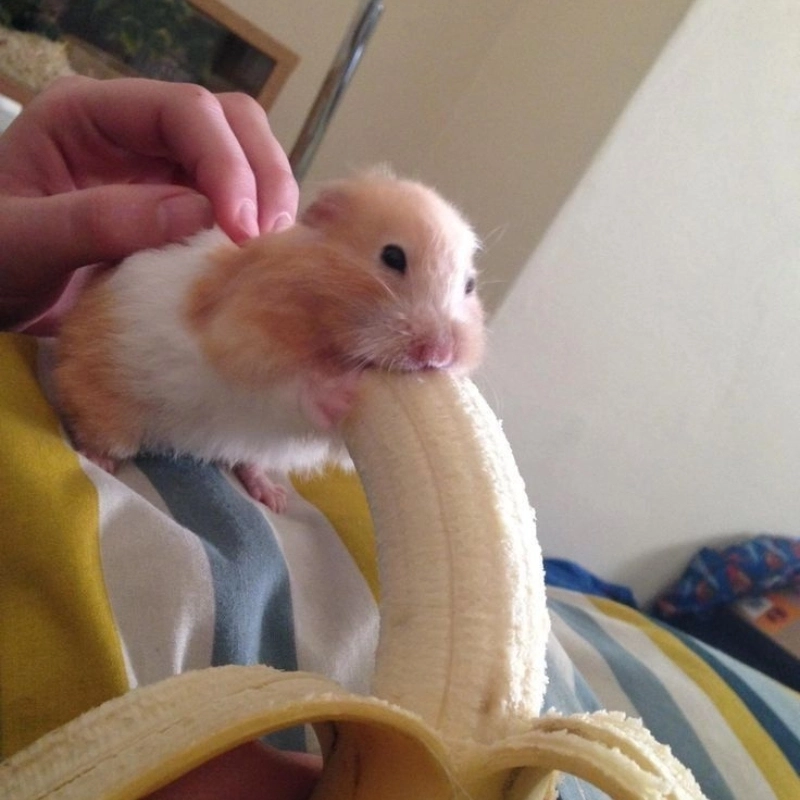 Giải trí đỉnh cao với nhộn hài meme chuột hamster gây bão