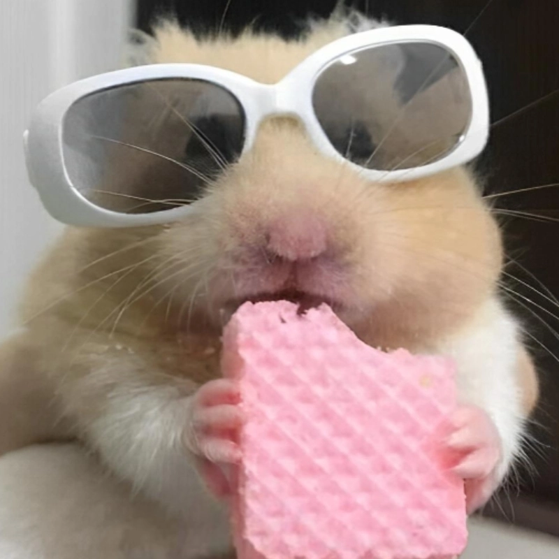 Ngập tràn dễ thương với ảnh chuột hamster cute meme