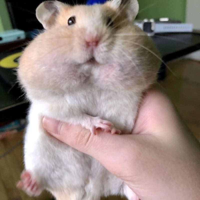 Đắm chìm trong thế giới ảnh con chuột hamster meme siêu vui