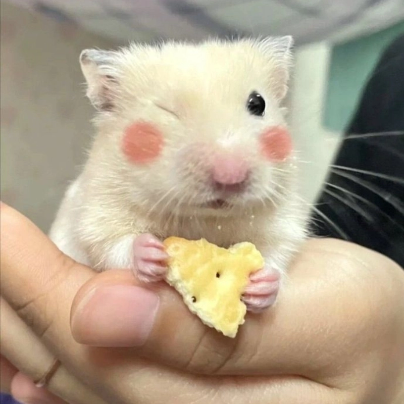 Tìm kiếm niềm vui từ chuột meme cưng xỉu