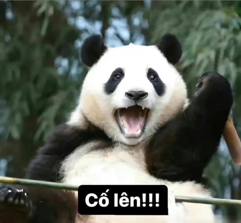 Hãy nhìn vào cố lên meme để tiếp thêm năng lượng mỗi ngày