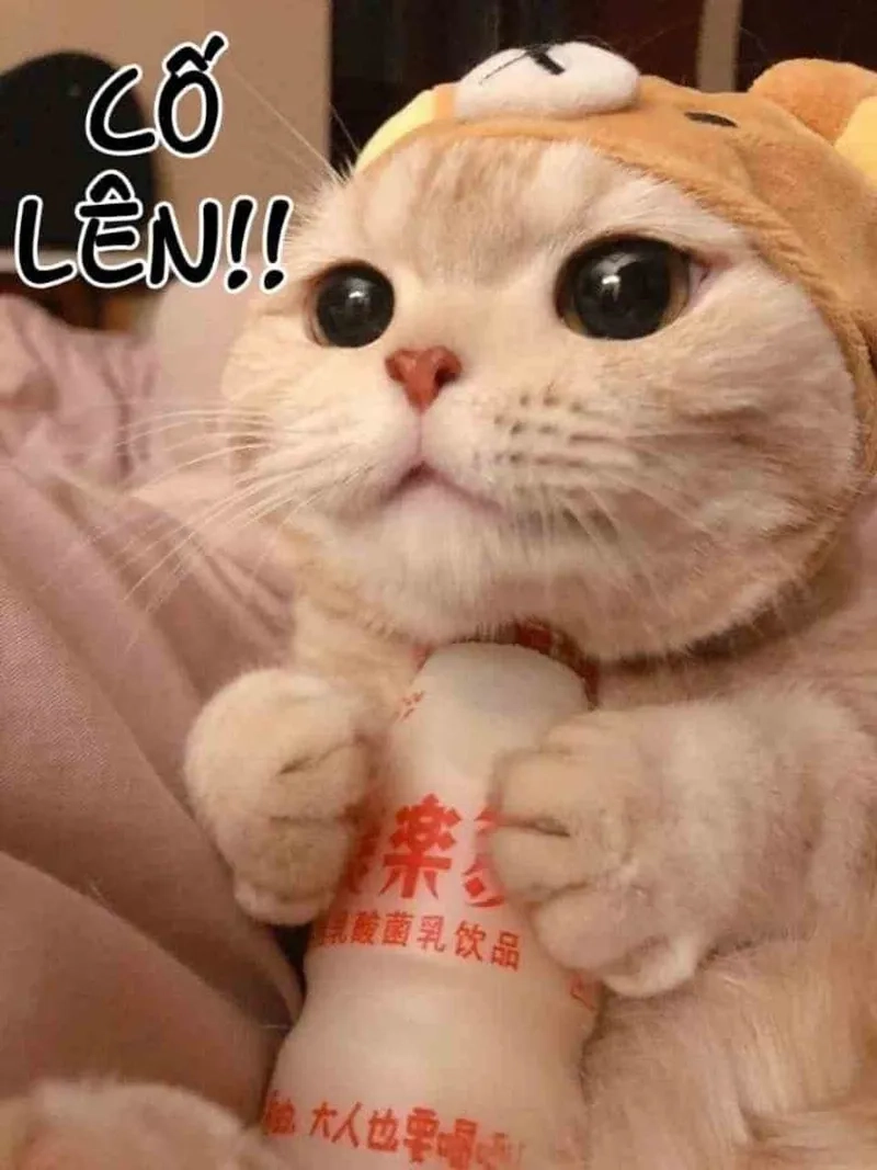 Đừng quên gửi hình ảnh cố lên cho bạn bè để động viên nhau