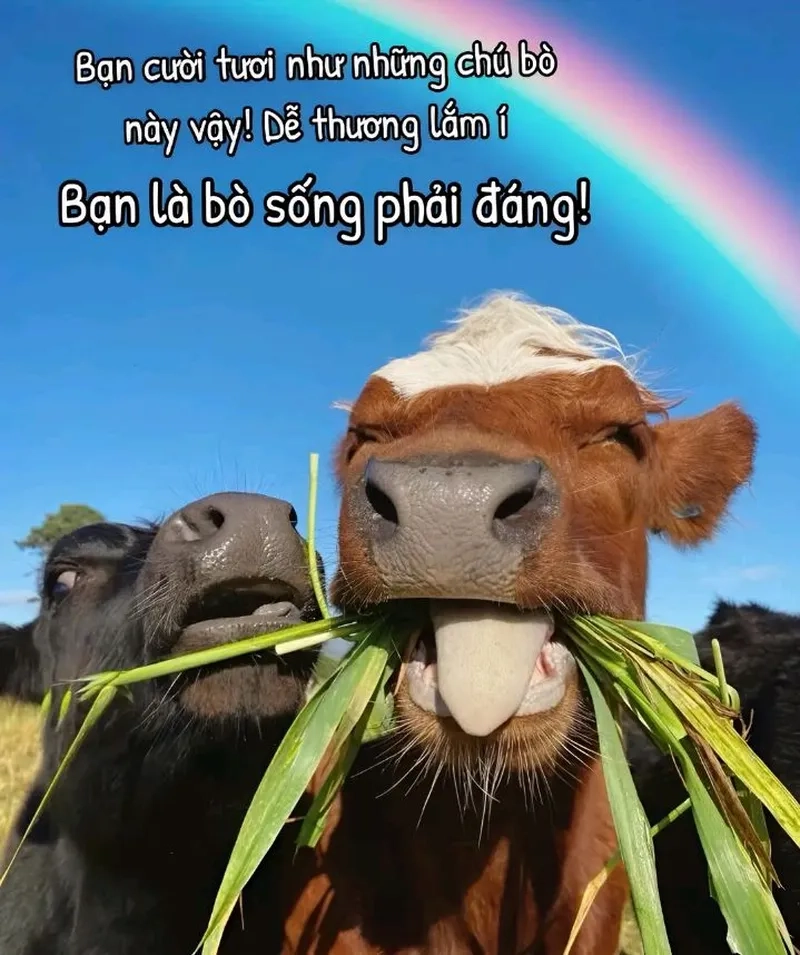 Thả ga chia sẻ meme bò bá đạo cực hợp cho dân mạng