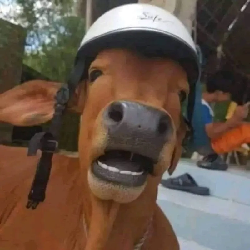 Bộ sưu tập ảnh bò meme cười xỉu cực hot trên mạng xã hội