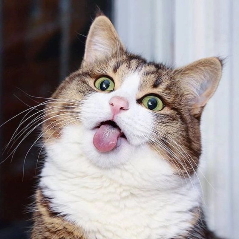 Bộ sưu tập meme mèo cười đểu khiến ngày của bạn bừng sáng