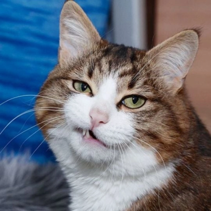 Xem ngay mèo cười đểu để tăng mood vui vẻ