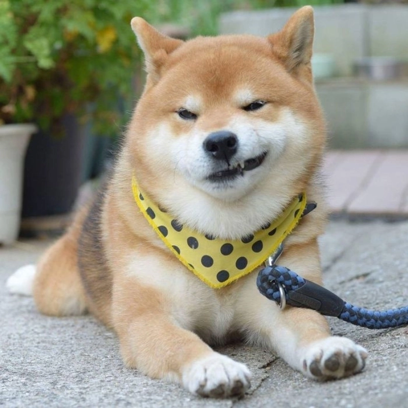 Từ sáng đến tối đều vui với cười meme bá đạo