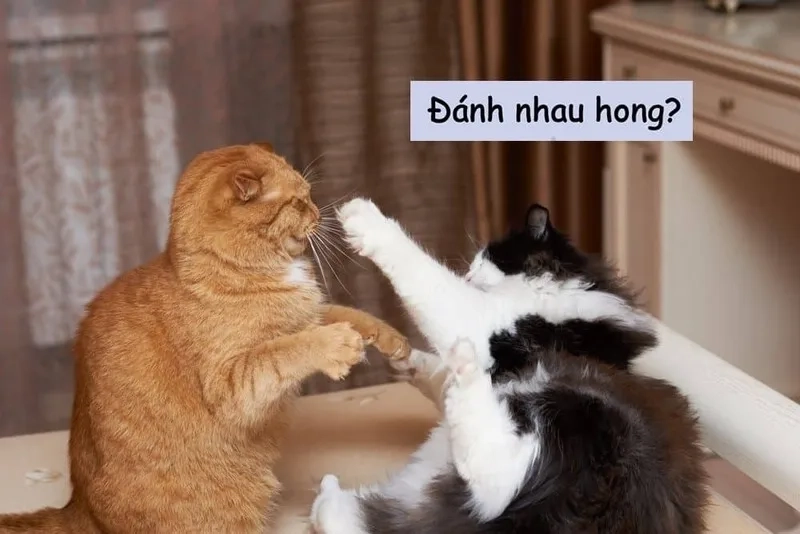 Chia sẻ ngay ảnh meme đánh nhau cực chất cho hội bạn