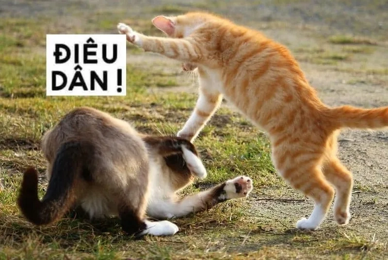 Tải về ngay ảnh meme đánh hài hước để troll bạn bè