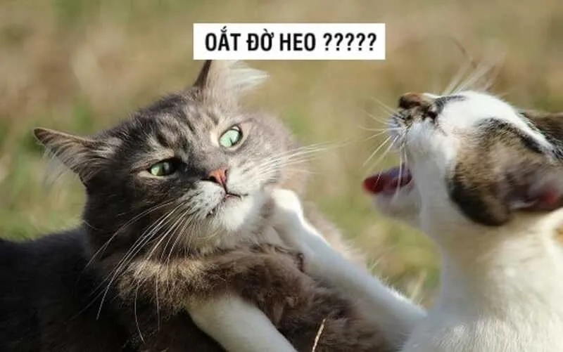 Bộ sưu tập độc quyền ảnh meme đánh lộn cực độc