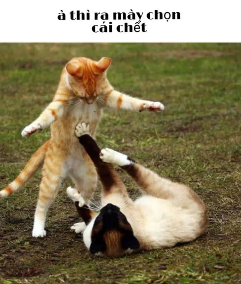 Những meme đánh nhau cute siêu dễ thương không thể bỏ lỡ