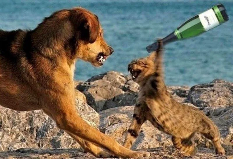 Trọn bộ meme đánh nhau hài khiến mạng xã hội bùng nổ