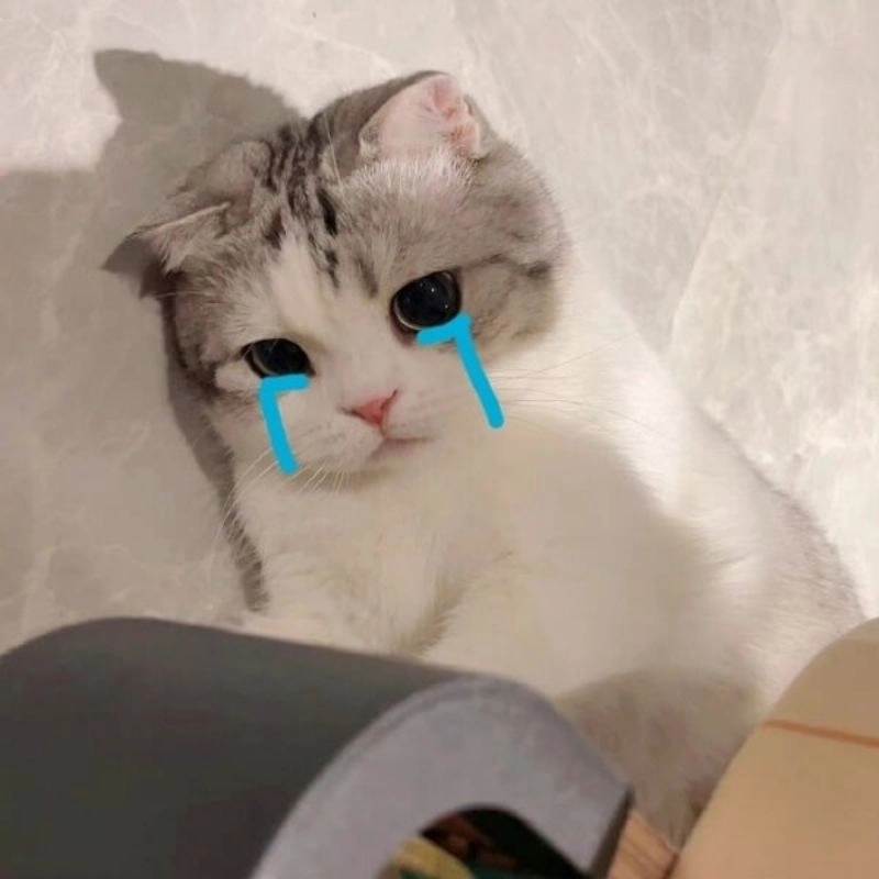 Tải ngay hình ảnh meme dễ thương làm avatar siêu độc lạ