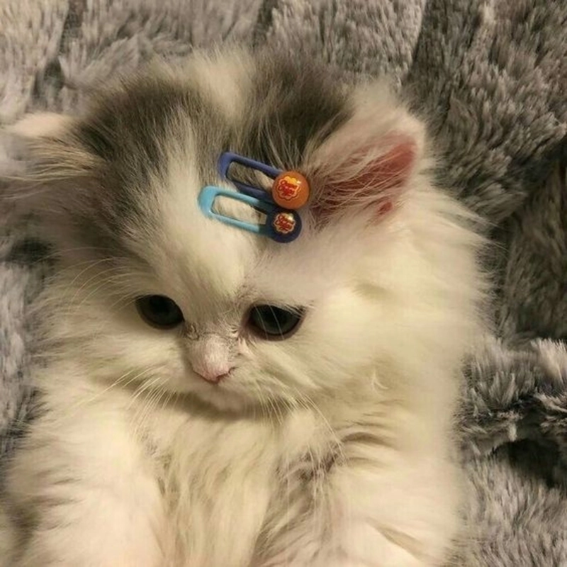 Tải ngay dễ thương meme để thả thính bạn bè cực chất