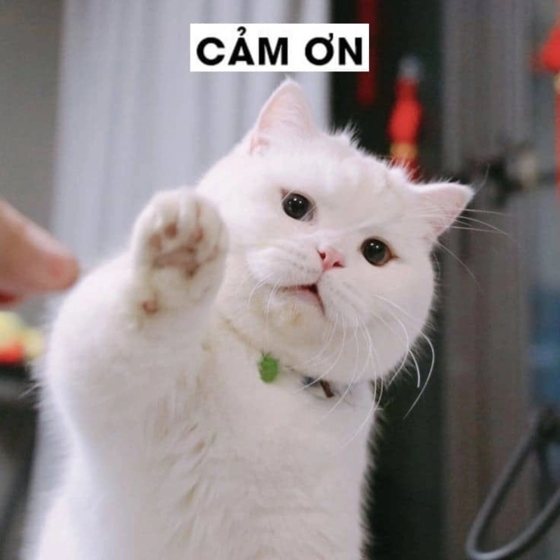 Cười xỉu khi xem loạt meme dễ thương xỉu đang viral cực mạnh