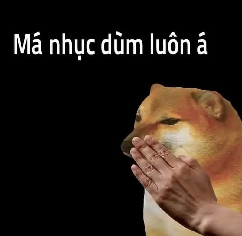 Meme dog là gì?