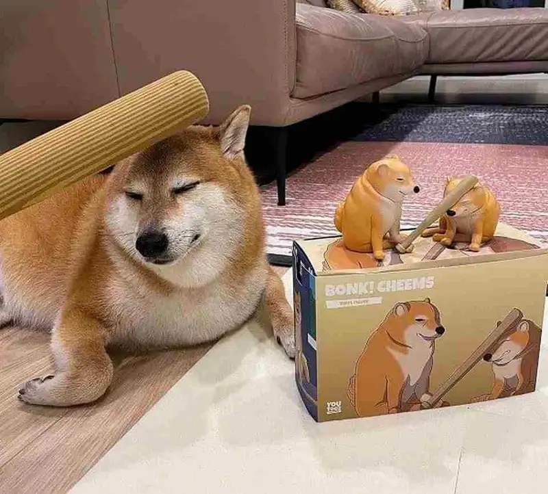 Cười sảng khoái cùng doge meme cheems cực hot
