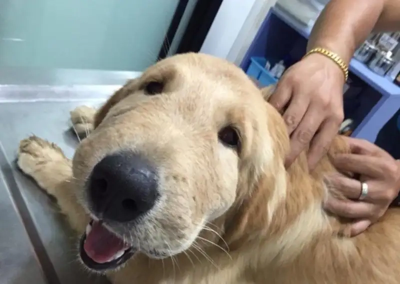 Khám phá sự hài hước trong cheems doge meme