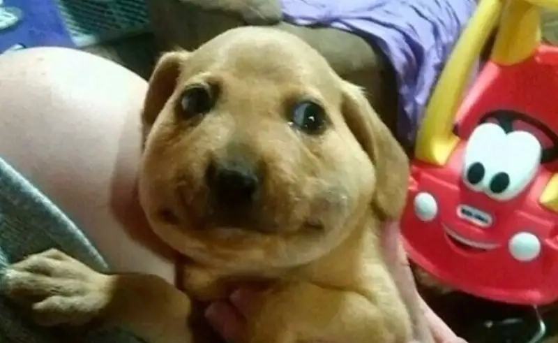 Cười không ngừng với dogecoin meme viral