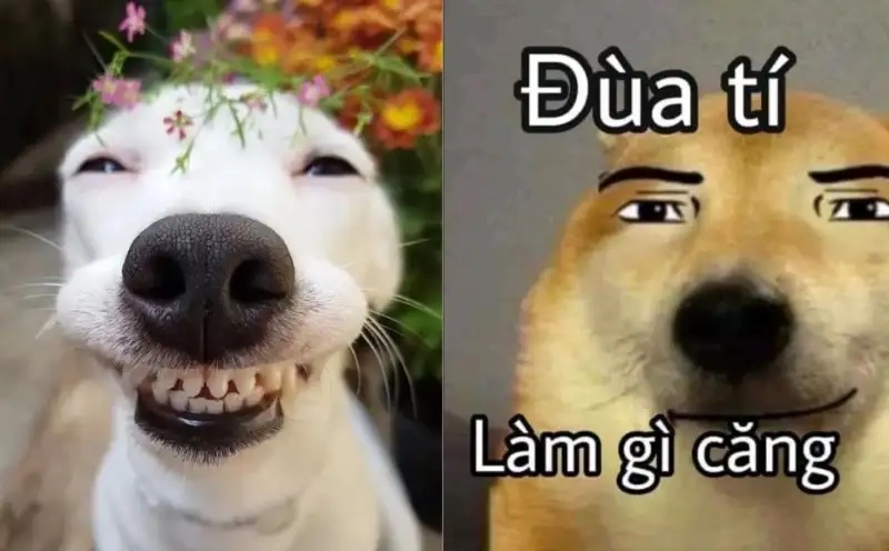Thế giới hài hước của doge coin meme độc lạ