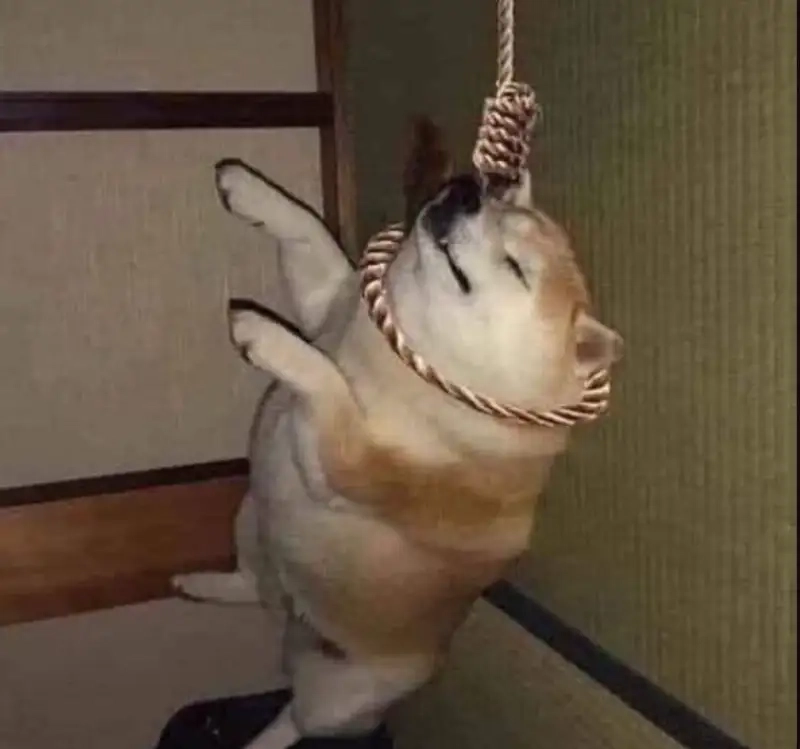 Loạt ảnh chế bá đạo từ doge bonk meme