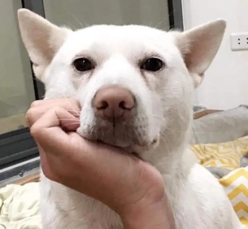 Bộ sưu tập HD cheems doge meme png tải nhanh