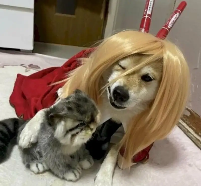 Tuyển chọn hình doge meme đáng yêu nhất