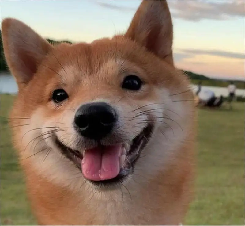 Ngập tràn tiếng cười với meme doge cheems
