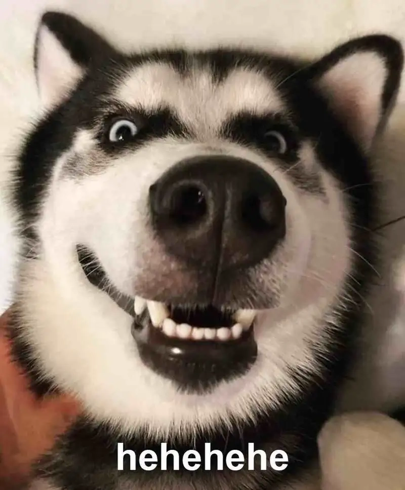 Giới thiệu kho ảnh doge meme siêu dễ thương