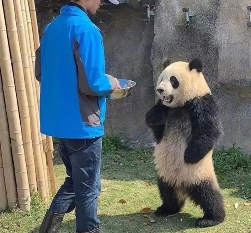 Meme gấu trúc là gì?
