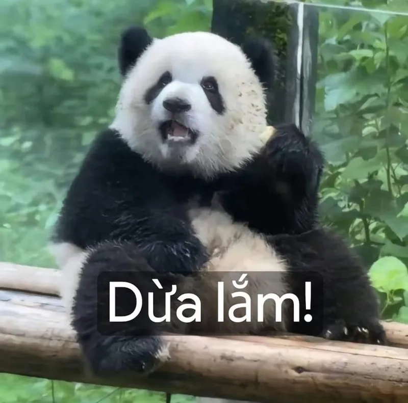 Tổng hợp meme gấu trúc bựa weibo đang gây bão mạng