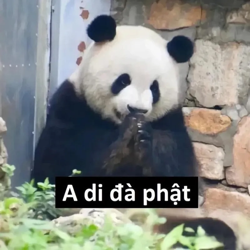 Giải trí cực mạnh cùng bộ sưu tập meme gấu trúc bựa mới nhất