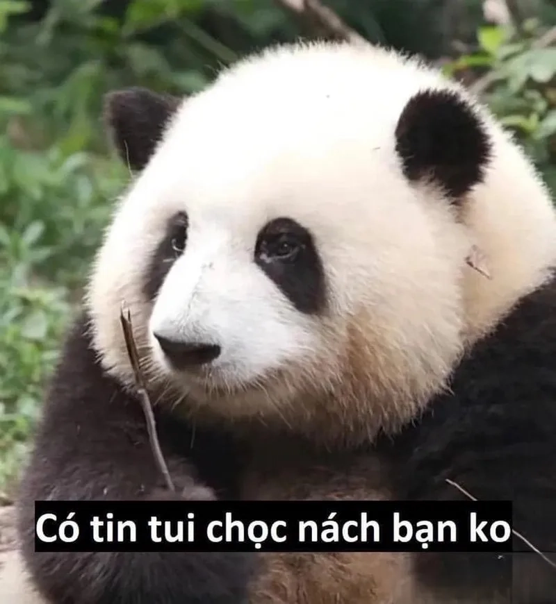 Bộ sưu tập meme gấu trúc trung quốc hot trend