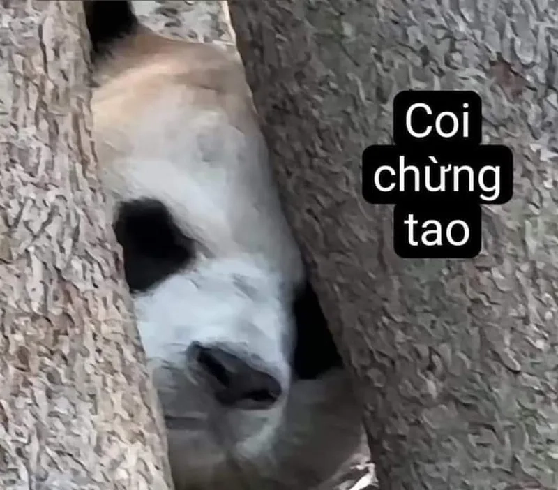 Tải ngay ảnh meme gấu trúc siêu chất cho dân mạng