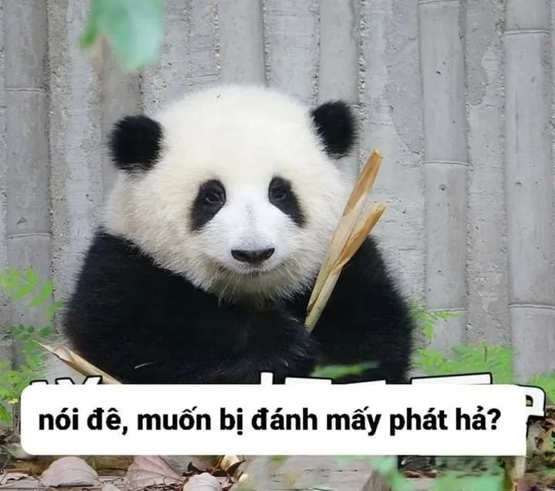 Những kiểu meme gấu trúc weibo khiến bạn cười nghiêng ngả