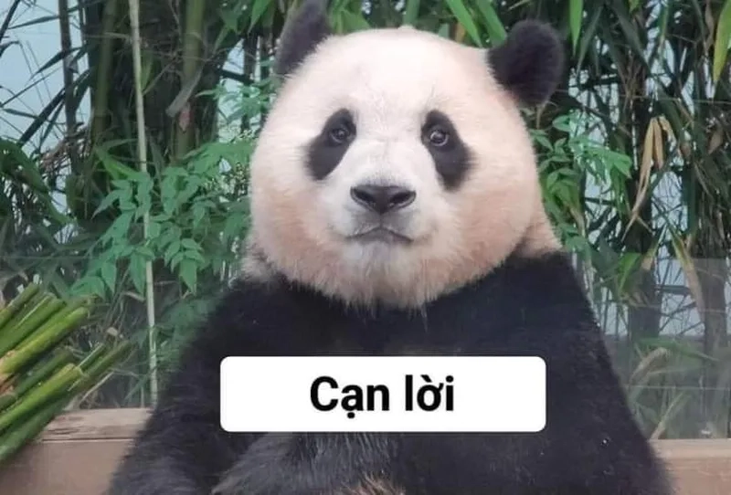 Bộ sưu tập bựa meme gấu trúc hot trend cực sốc