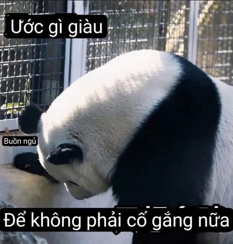 Tổng hợp meme con gấu trúc ngộ nghĩnh dễ thương