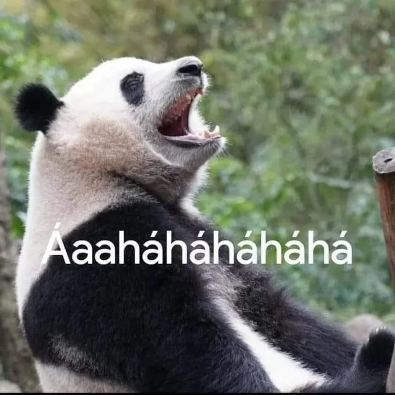 Không thể bỏ lỡ meme gấu trúc cute hot nhất hôm nay