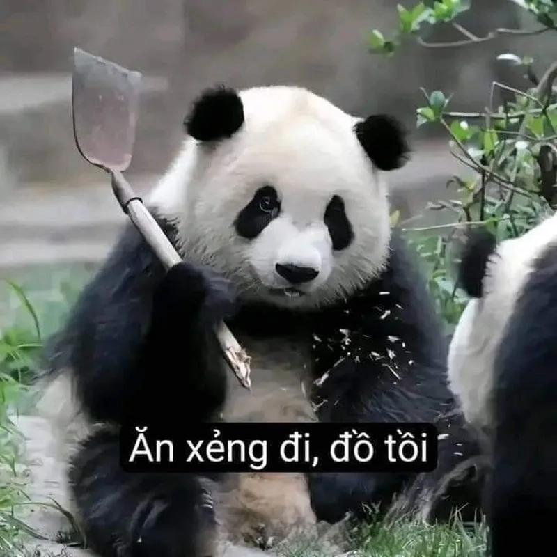 Chia sẻ nhanh hình meme gấu trúc cực bá đạo siêu hot