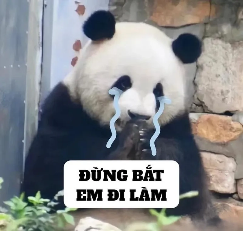Bộ sưu tập hài hước meme gấu trúc cho dân meme