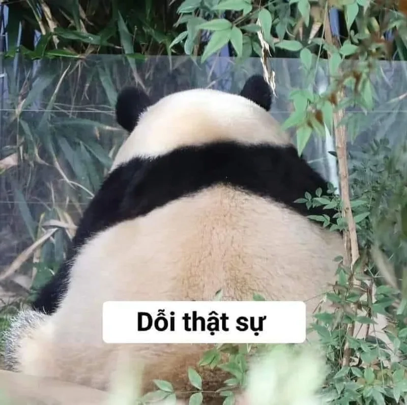 Thư giãn cùng meme gấu trúc hài hước hot nhất mạng