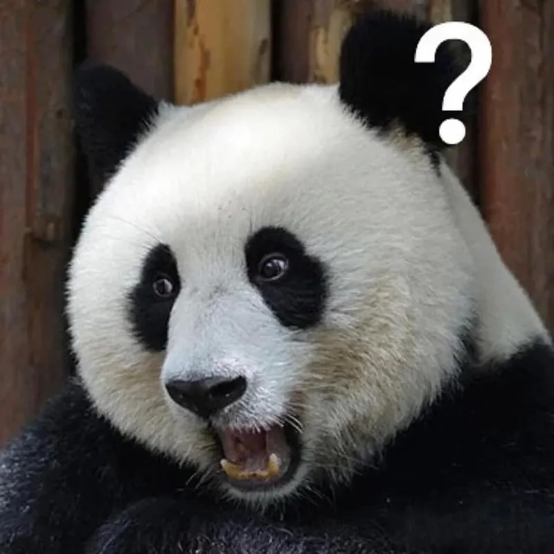 Kho tàng meme gấu trúc không chữ dễ chế nhất
