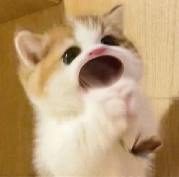 Sống động từng khoảnh khắc với há miệng meme siêu hot
