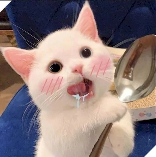 Trọn bộ há mồm meme khiến bạn cười rụng răng