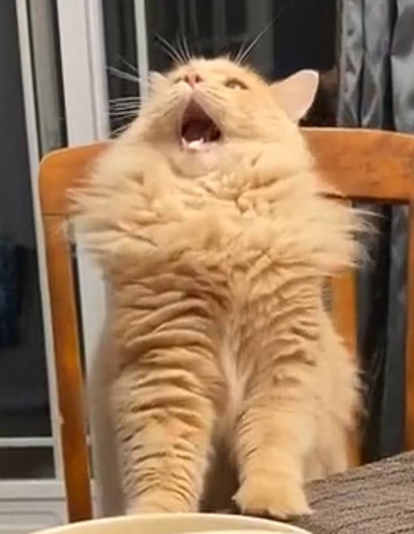 Ngập tràn tiếng cười với meme há mồm hot trend